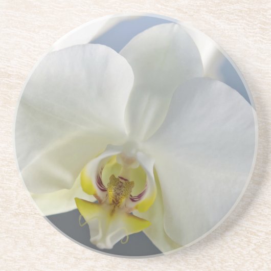 Weiße Orchideenblüte Sandstein Untersetzer (Vorne)