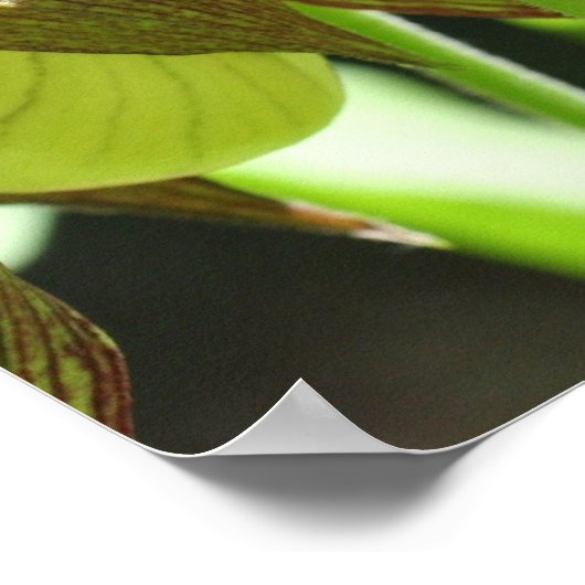 Weiße Orchideenmutter Slipper Blume Pair Poster (Ecke)