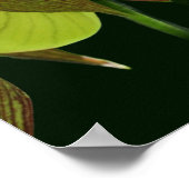 Weiße Orchideenmutter Slipper Blume Pair Poster (Ecke)