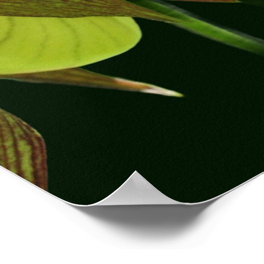 Weiße Orchideenmutter Slipper Blume Pair Poster (Ecke)