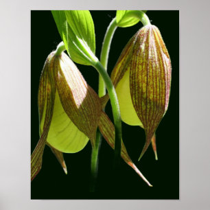 Weiße Orchideenmutter Slipper Blume Pair Poster