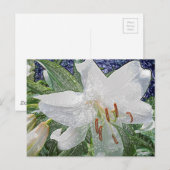 Weiße Osterlilie Postkarte (Vorne/Hinten)