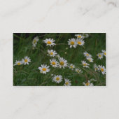 weiße Oxeye-Blume Visitenkarte (Rückseite)