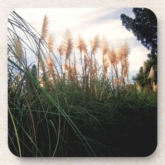 Weiße Pampas Gras Blüten, Untersetzer (Vorderseite)