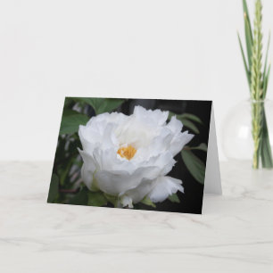 Weiße Päonie mit Gelb in ihrem Herzen Blumenfoto Karte