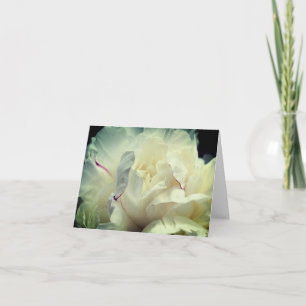 Weiße Päonienblütenblätter Blumenfotografie