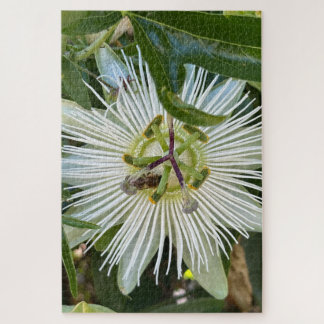 Weiße Passionsblume mit Biene, Oakland Puzzle