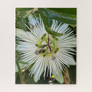 Weiße Passionsblume mit Biene, Oakland Puzzle