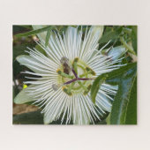 Weiße Passionsblume mit Biene, Oakland Puzzle (Horizontal)