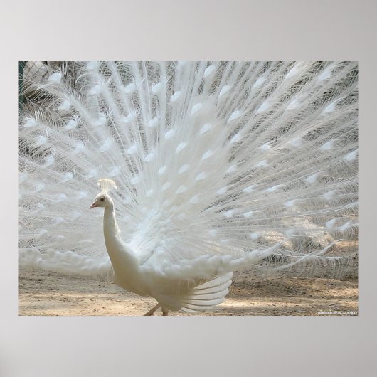 WEISSE PEACOCK POSTER (Vorne)