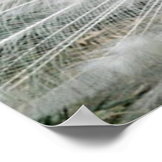 WEISSE PEACOCK POSTER (Ecke)