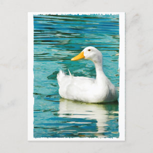 Weiße Pekin Ente - Natur Foto in Spiegelungen Postkarte
