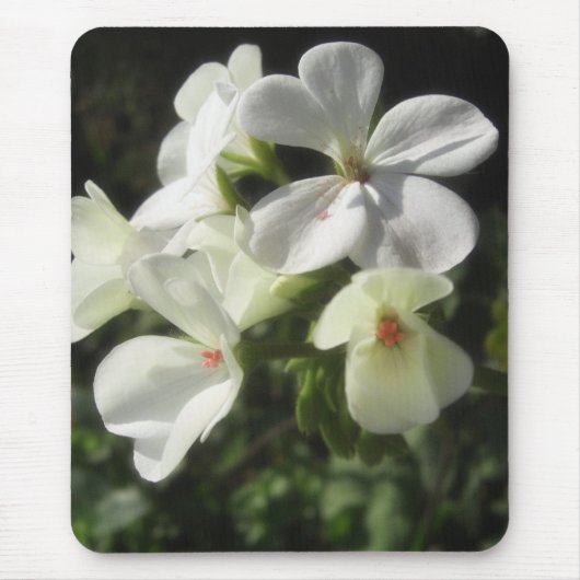 Weiße Pelargonien 1 - einfache Vergnügen Mousepad (Vorne)