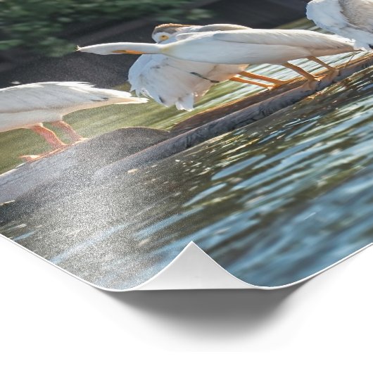 Weiße Pelikane auf einer Rundholz-Fotografie Fotodruck (Ecke)
