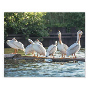 Weiße Pelikane auf einer Rundholz-Fotografie Fotodruck