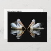 Weiße Pelikane aus Australien Postkarte (Vorne/Hinten)