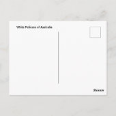 Weiße Pelikane aus Australien Postkarte (Rückseite)