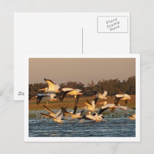 Weiße Pelikane Postkarte (Vorne/Hinten)