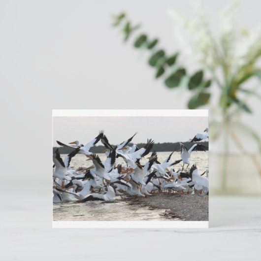 Weiße Pelikane Postkarte (Stehend Vorderseite)