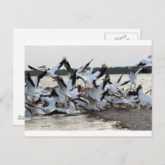 Weiße Pelikane Postkarte (Vorne/Hinten)