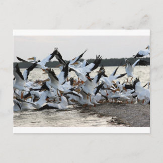 Weiße Pelikane Postkarte