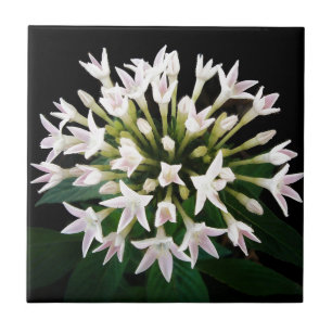Weiße Pentas Fliese
