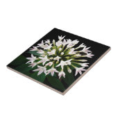 Weiße Pentas Fliese (Seite)