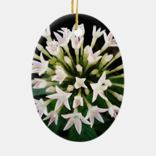 Weiße Pentas Keramikornament