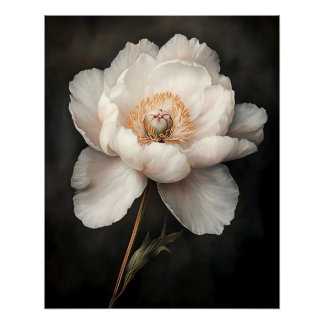 Weiße Peonie in blutbotanischer Malerei Poster