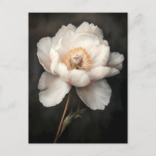 Weiße Peonie in blutbotanischer Malerei Postkarte