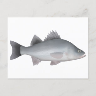 Weiße Perle Postkarte