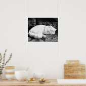 Weiße Perser-Schlafkatze Poster (Küche)
