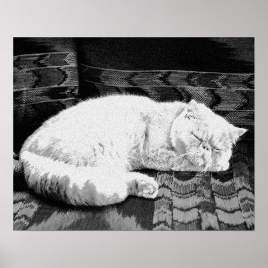 Weiße Perser-Schlafkatze Poster (Vorne)