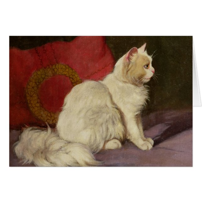 Weiße persische Katze (Vorderseite (Horizontal))