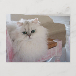 Weiße persische Katze auf rosa Stuhl Postkarte