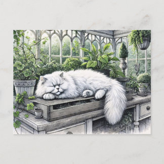 Weiße persische Katze in einem sonnenbeleuchteten  Postkarte