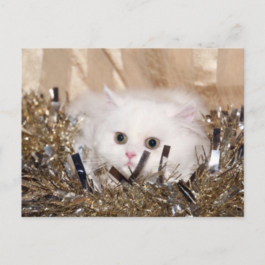 Weiße persische Katze Weihnachten (Vorderseite)