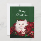 Weiße persische Katze Weihnachten (Vorderseite)