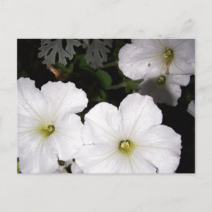Weiße Petunia-Postkarte Postkarte