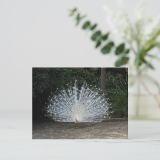 Weiße Pfanne Postkarte (Stehend Vorderseite)