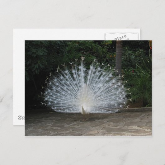 Weiße Pfanne Postkarte (Vorne/Hinten)