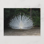 Weiße Pfanne Postkarte (Vorderseite)