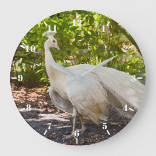 Weiße Pfau Große Wanduhr
