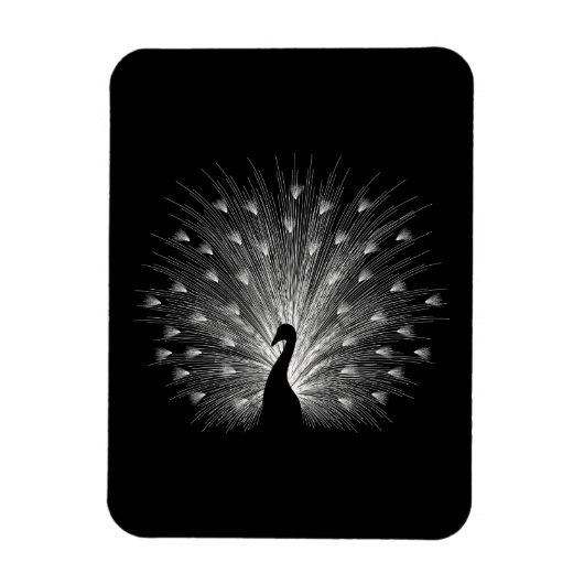 Weiße Pfaue Magnet (Vertikal)