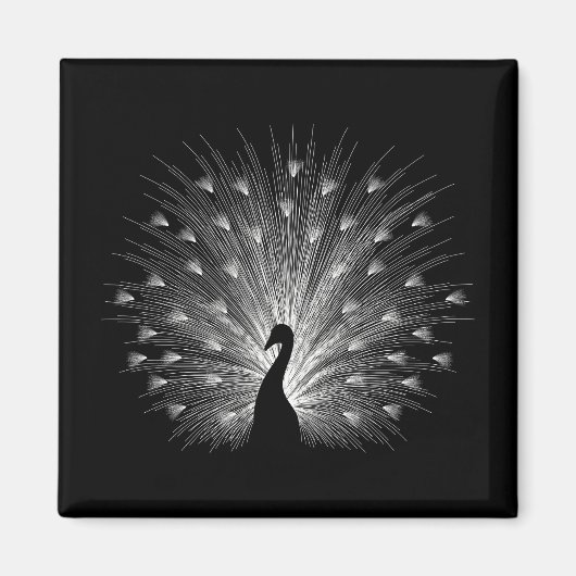 Weiße Pfaue Magnet (Vorne)