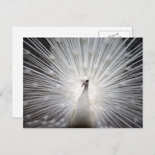 Weiße Pfaue mit Federn verbannt Postkarte (Vorne/Hinten)