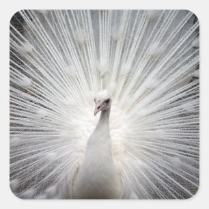 Weiße Pfaue mit Federn verbannt Quadratischer Aufkleber