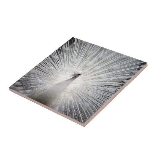 Weiße Pfaue mit gefederten Federn Fliese (Seite)