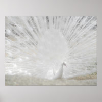 Weiße Pfaue, Phantastische Fotografie