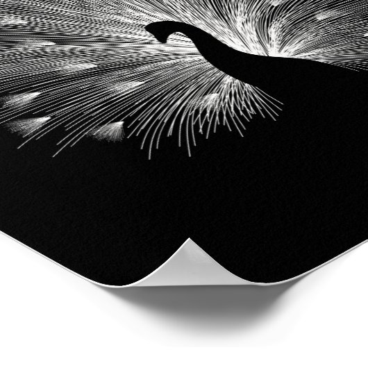 Weiße Pfaue Poster (Ecke)